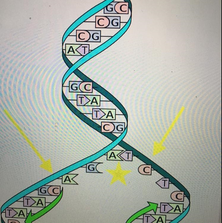 The YELLOW arrows in the diagram point to what? A. The templates for new DNA strands-example-1