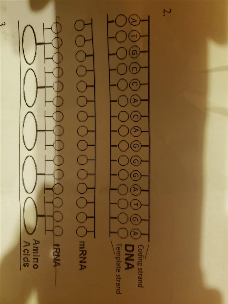 Whats the answer to this A-T-G-C-C-A-C-A-G-G-G-A-T-G-A? template strand mrna amino-example-1