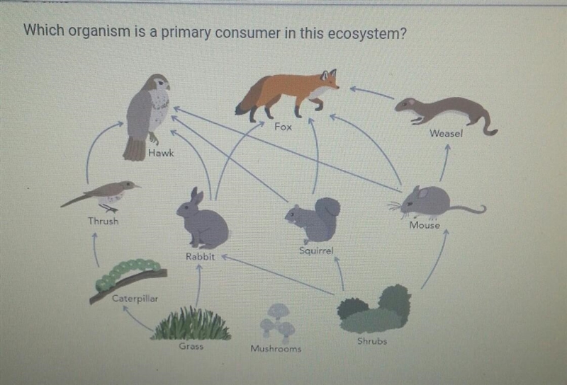 Which organism is a primary consumer in this ecosystem? A - Caterpillar B - Weasel-example-1