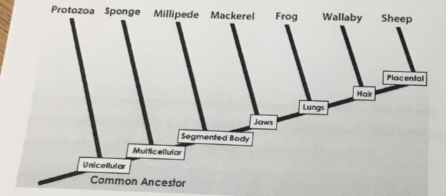 Name all of the traits that the frog has based on this cladogram ?-example-1