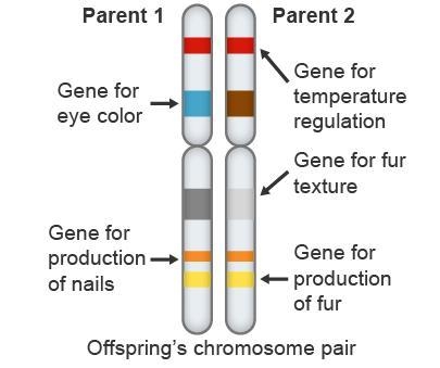 Use the diagram to answer the question. Which genes have the same alleles? Check all-example-1