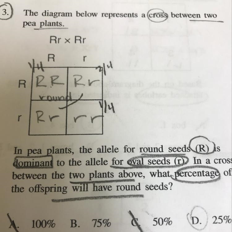 What percentage of the offspring will have round seeds?-example-1