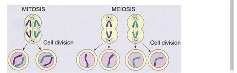 Part 1: explain the similarities and differences between mitosis and meiosis and give-example-1