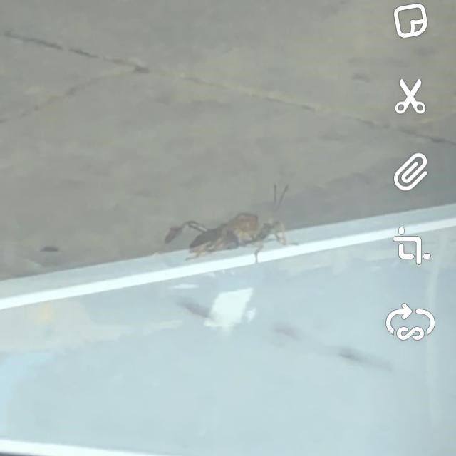 What kind of bug is this?-example-1