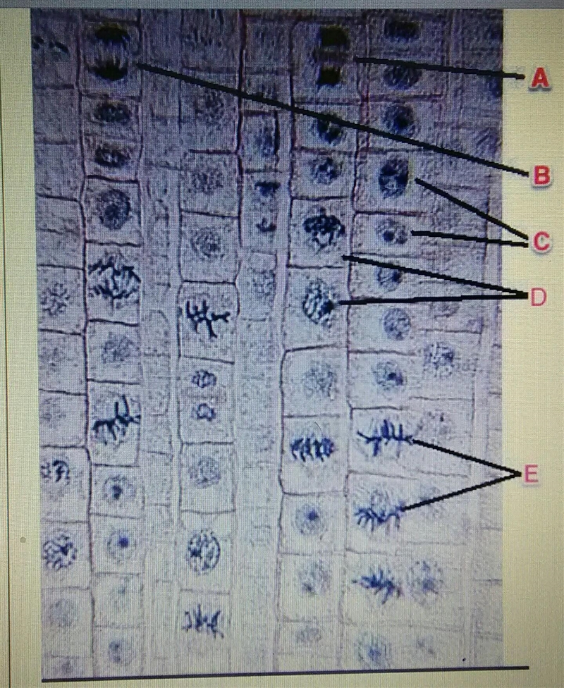 1). Karen is looking at a slide of an onion root tip under a microscope. She noticed-example-1