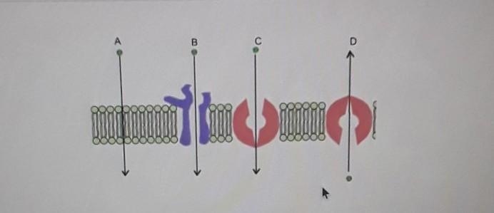 Which of the letters above best models a molecule of water moving into the membrane-example-1