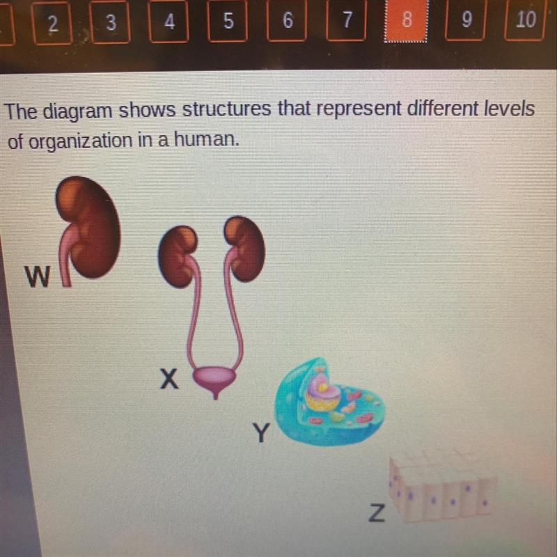 The diagram shows structures that represent different levels of organization in a-example-1