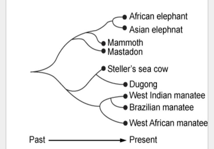 Which statement about the African elephant is correct? A It is the ancestor of the-example-1