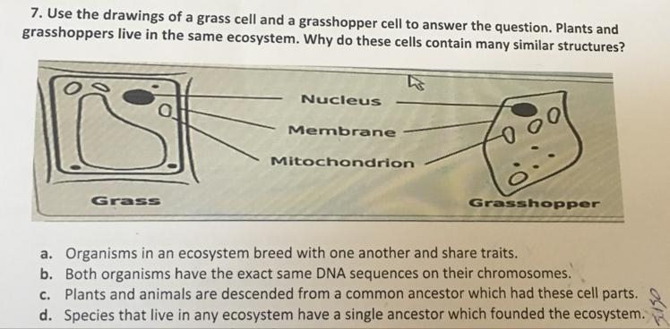 Use the drawings of a grass cell and a grasshopper cell to answer the question. Plants-example-1