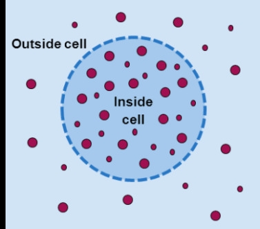 What do you expect will happen to the water molecules? They will move out of the cell-example-1