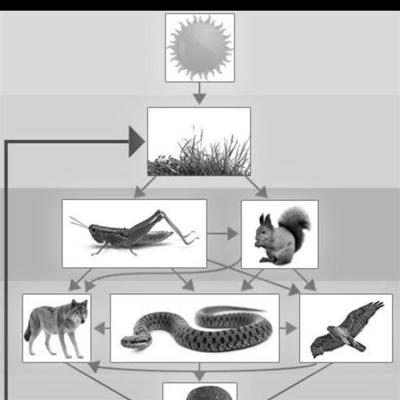 According to the following food web which of the following organisms do wolves eat-example-1