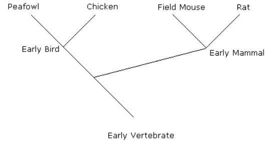 Examine the evolutionary diagram below. What does the diagram imply about the peafowl-example-1