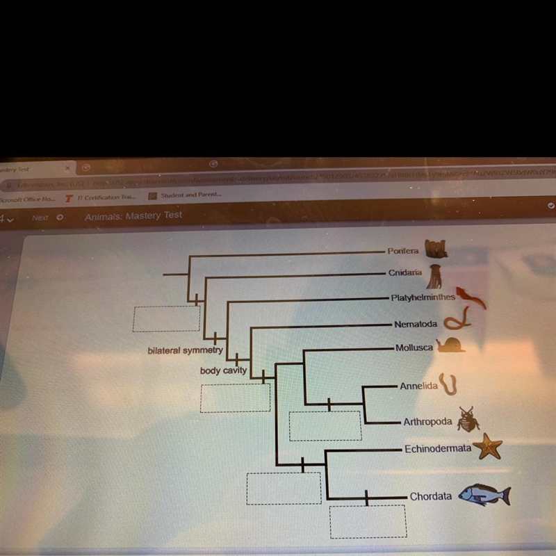 Complete the phylogenetic tree by matching each characteristic that arose during the-example-1