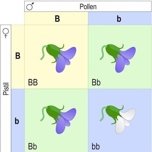 Consider the genetic cross between two purple-flowered pea plants. In this example-example-1