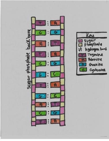 Are the two DNA strands identical or complimentary? Can you tell me why please :)-example-1