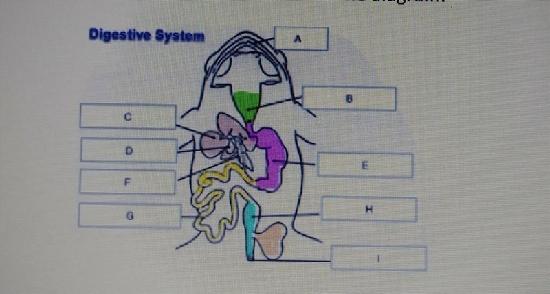 Which term describes letter C in the diagram? A. Liver B. Stomach C. Heart​-example-1