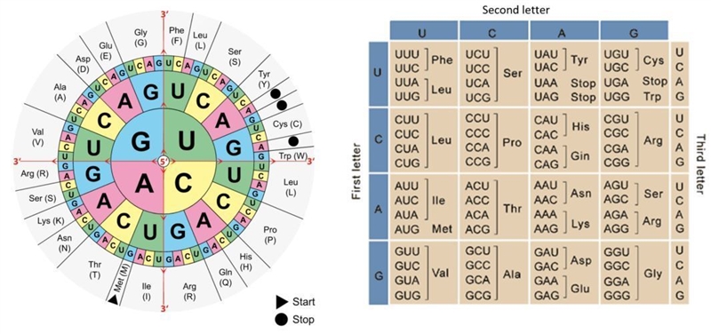 What is the corresponding mRNA sequence from the DNA strand, CGA - TTA - CAG, produced-example-1