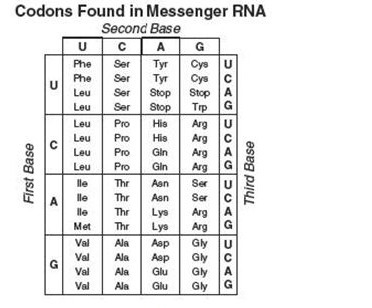 Use the following chart to determine what peptide would be made if you had a DNA sequence-example-1