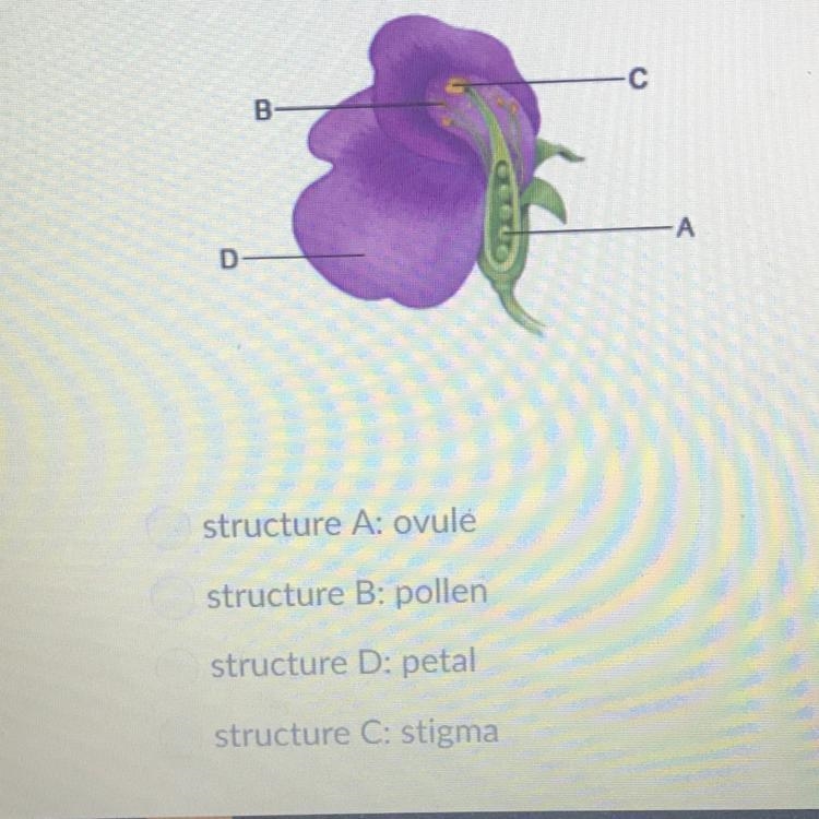 What part of a flowering plant contains female reproductive-example-1