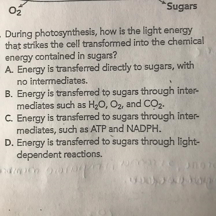 During photosynthesis, how is the light energy that strikes the cell transformed into-example-1