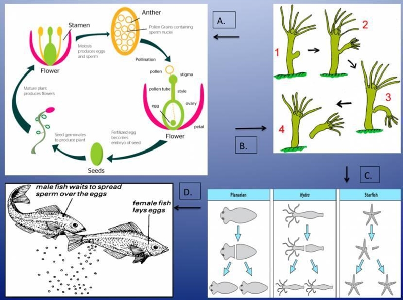 Organisms pass on their genetic information to offspring through sexual or asexual-example-1