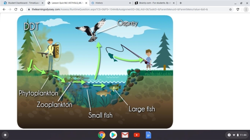 (HELP. I WILL UPLOAD PICTURE) 20 PTS ! How is DDT transferred along a food chain? A-example-1