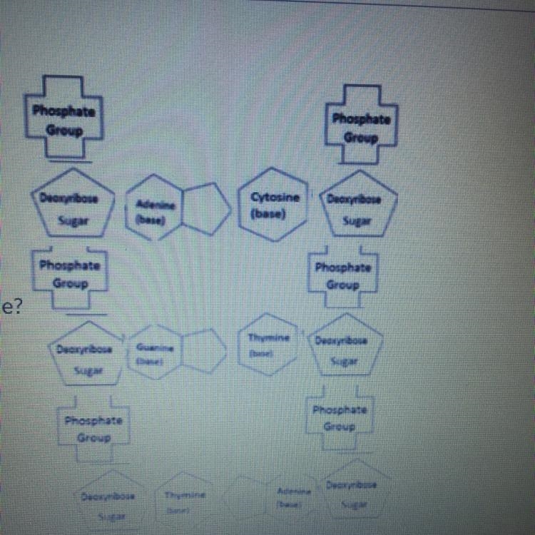 What is wrong with this DNA molecule?-example-1