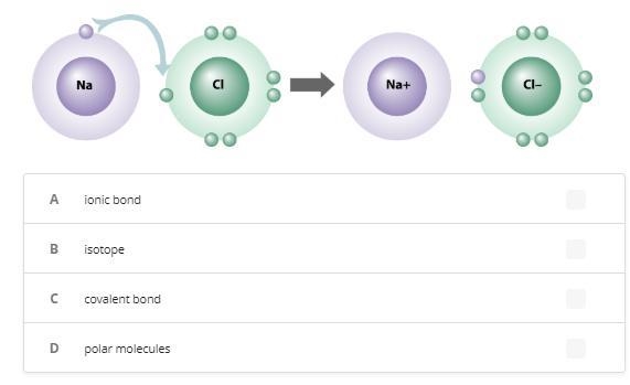 Analyze the diagram below. Which term best describes what is formed in the diagram-example-1