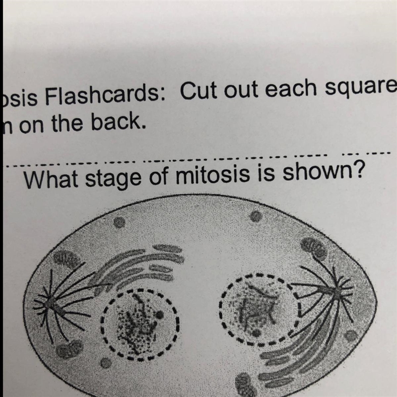 What stage of mitosis is shown?-example-1