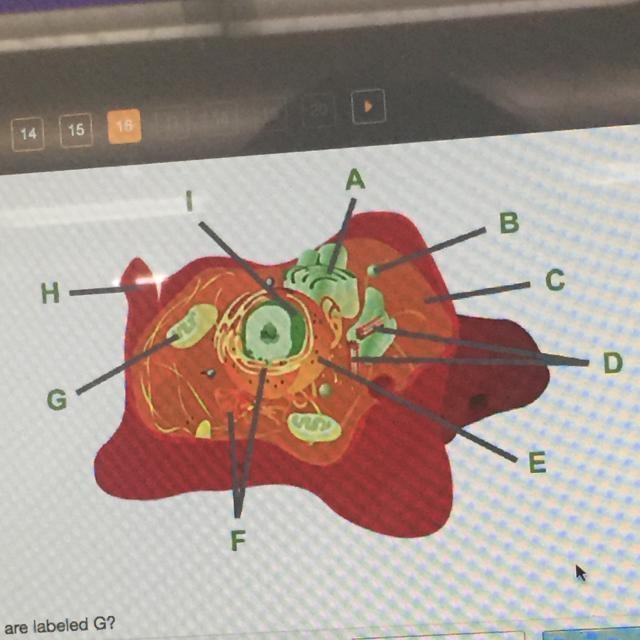 Consider this animal cell. Which organelles are labeled g-example-1