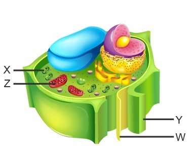 Study the diagram of a cell. Which structure is found only in plant cells and functions-example-1