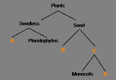 35 POINTS AVAILABLE In this diagram below define the labels for A,B,C,D-example-1