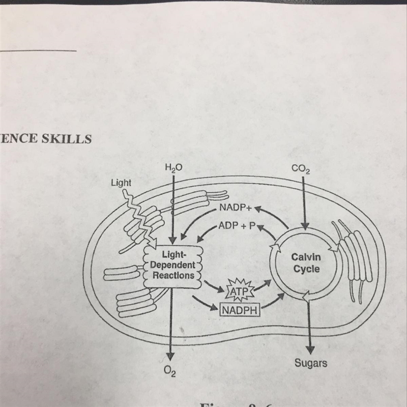 What process is shown-example-1