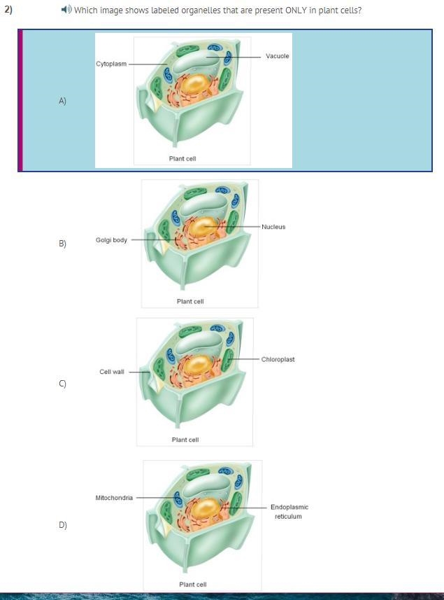 Which image shows labeled organelles that are present ONLY in plant cells?-example-1