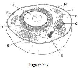 Can someone please help me identify the parts of this cell?-example-1