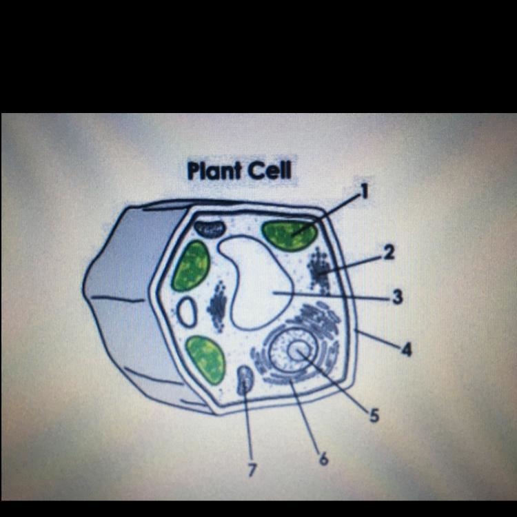 Identify two cell structures involved in modifying and transporting proteins out of-example-1