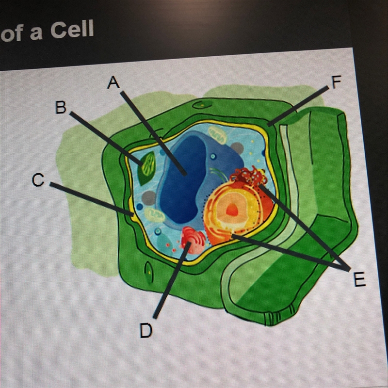 Identify the organelles in the cell to the rigth-example-1