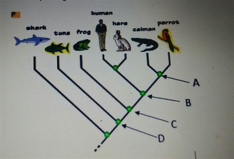 Identify the green dot that best shows where the common ancestor of the parrot in-example-1