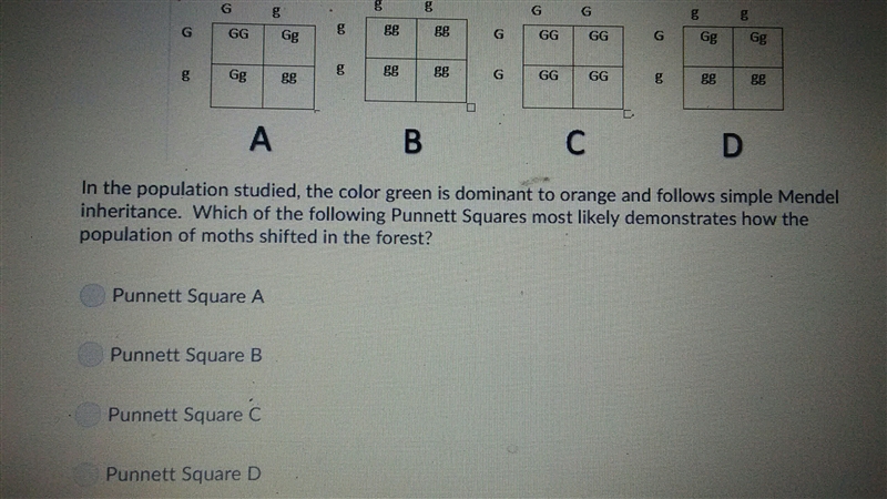 Which type of evolution occurred in the population of beetles and moths in this activity-example-1