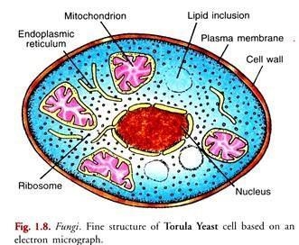 What is a lipid inclusion? As shown in this picture of a fungi cell:-example-1