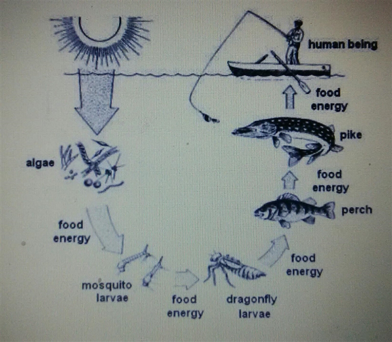 If a chemical was placed in the water that caused all of the mosquito larvae to die-example-1