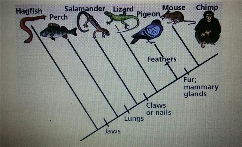 Based on the Cladogram 1. After which animals did protection from the elements arise-example-1