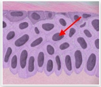 What is the structure labeled with an arrow? A) Cytoplasm B) Nucleus C) Cell Wall-example-1