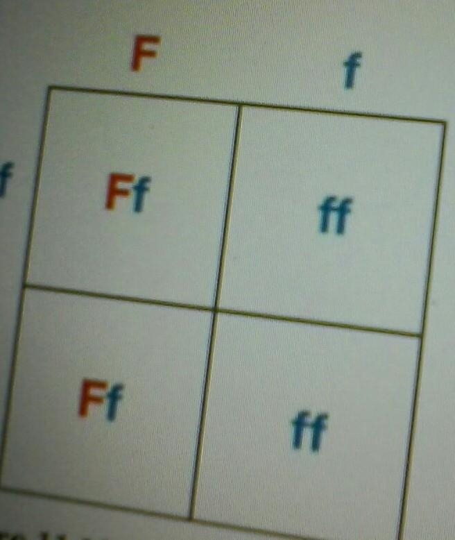 What are the genotypes and phenotypes of the parents of Ff and FF?​-example-1