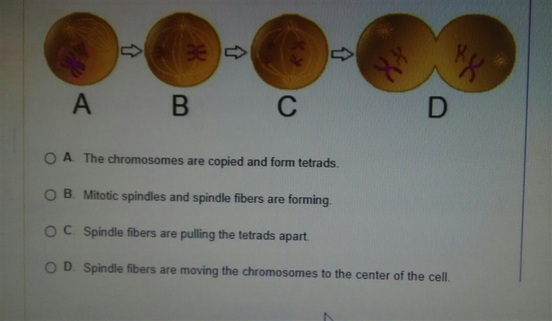 The diagram below shows the first four steps of meiosis what is happening in the step-example-1