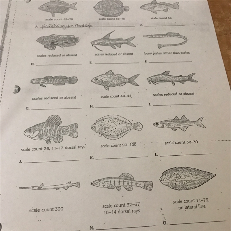 The classification of the fish-example-1