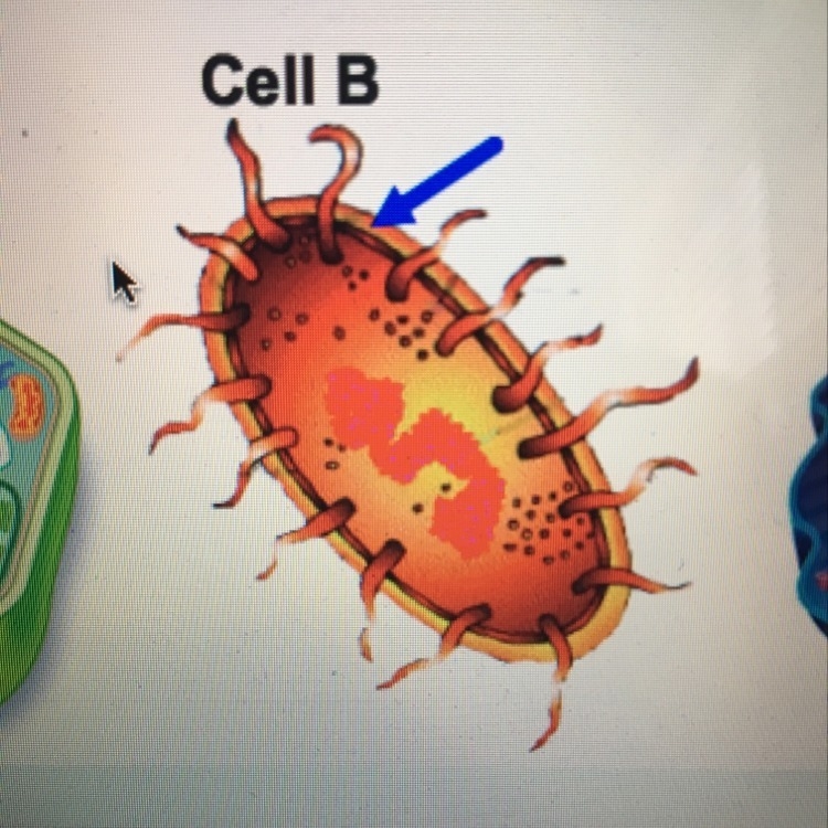 Cell B represents what type of major cell?-example-1