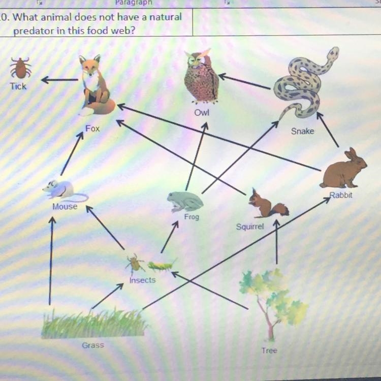 1) How many are Omnivores? 2) How many are Producers? 3) How many are Herbivores? 4) How-example-1