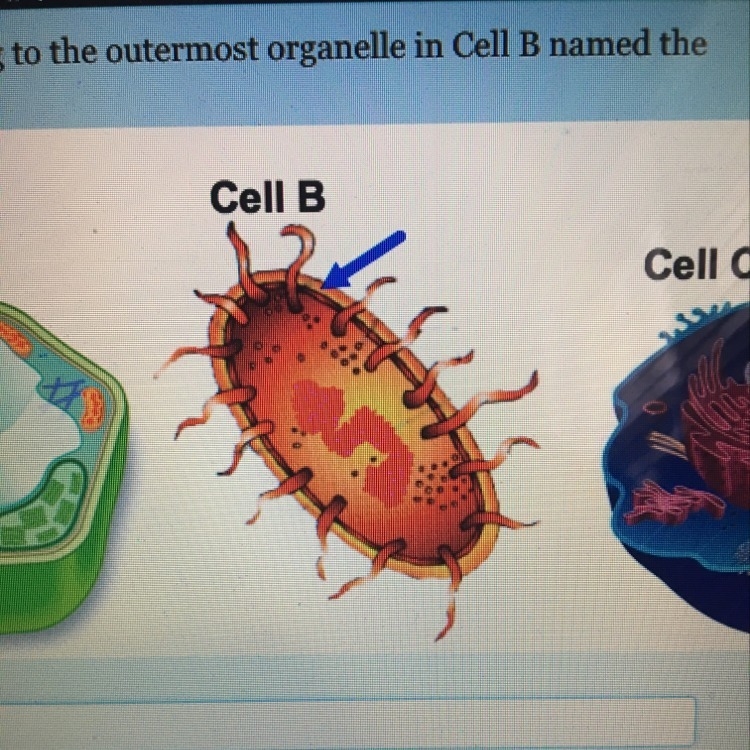 The blue arrow is pointing to the outermost organelle in Cell B named the ____-example-1