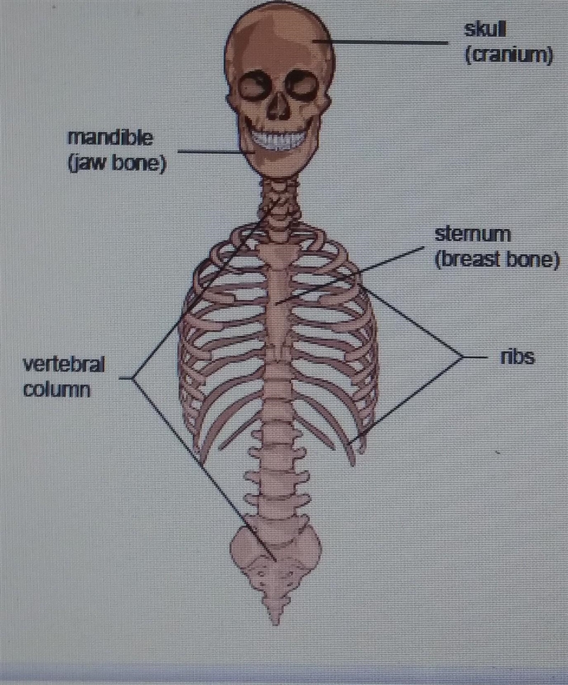 Which bone, if fractured, doesn't protect a vital organ essential for survival?​-example-1